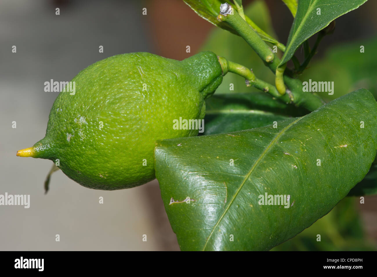 lemon among the leaves Stock Photo