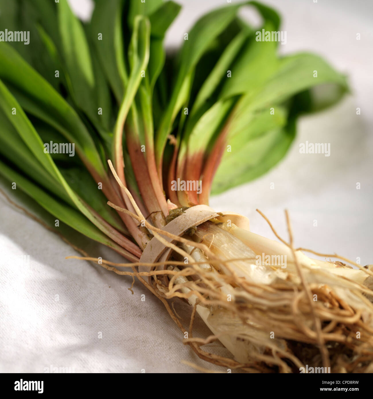 ramps, also called wild leeks or ramson Stock Photo Alamy