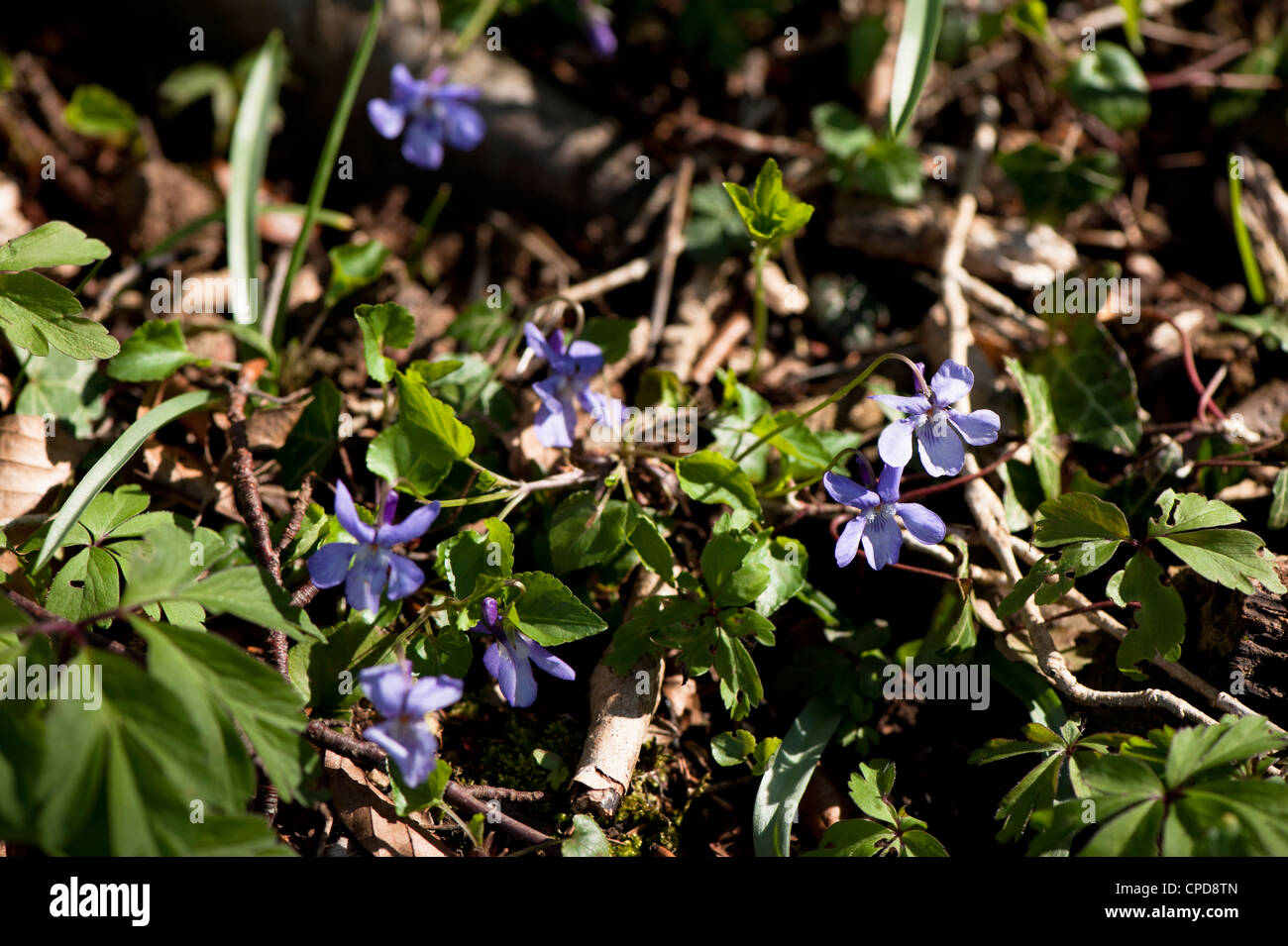 Common Dog Violets, Viola riviniana, in flower Stock Photo