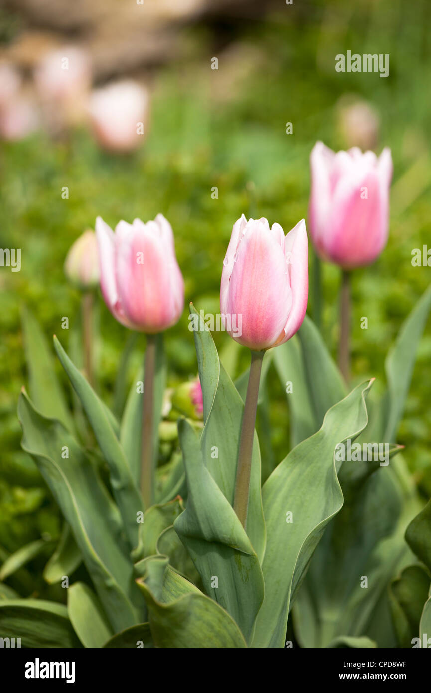 Triumph Tulip 'Gabriella', Triumph Tulip Stock Photo - Alamy