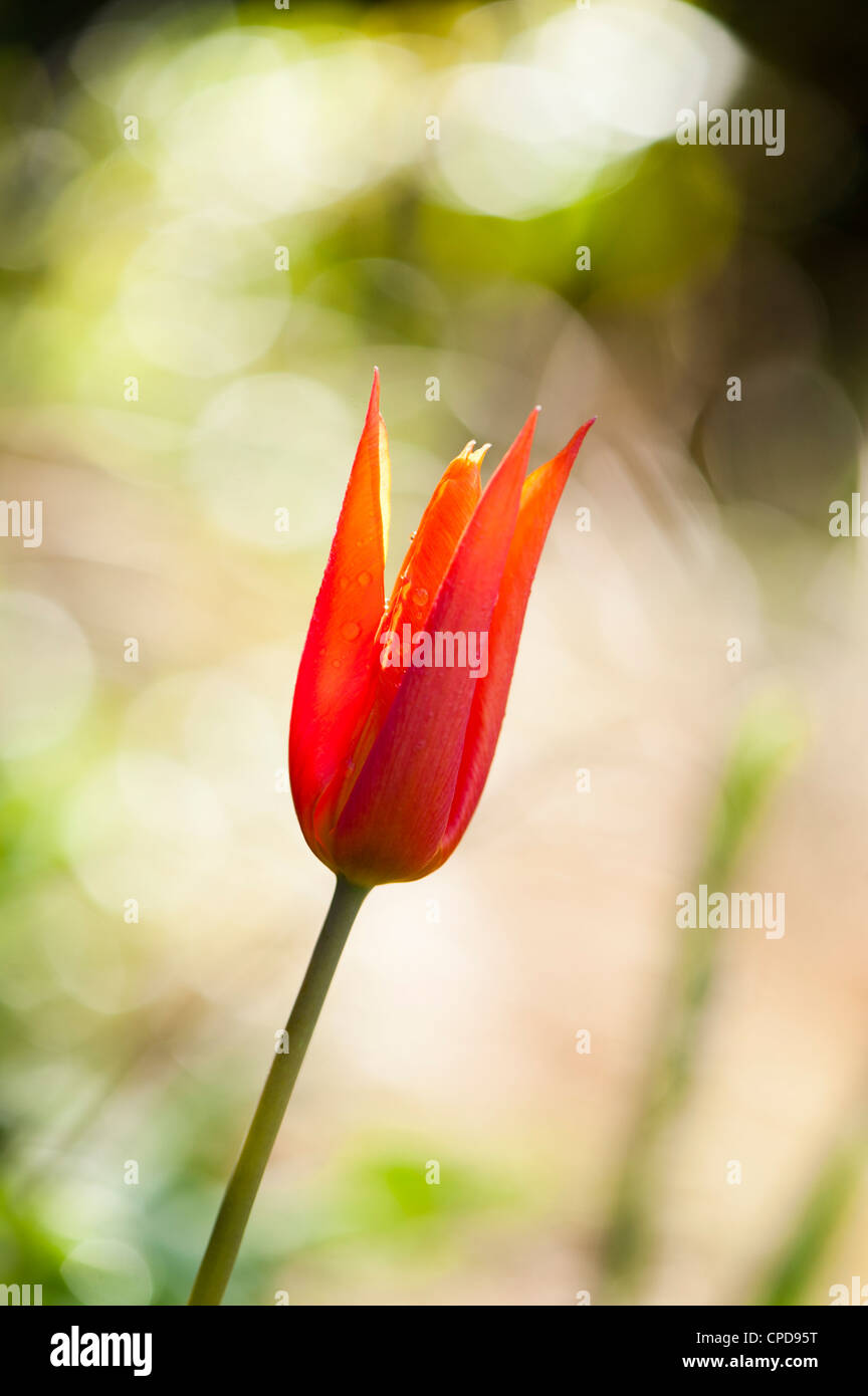 Tulipa 'Ballerina', LilyFlowered Tulip Stock Photo Alamy