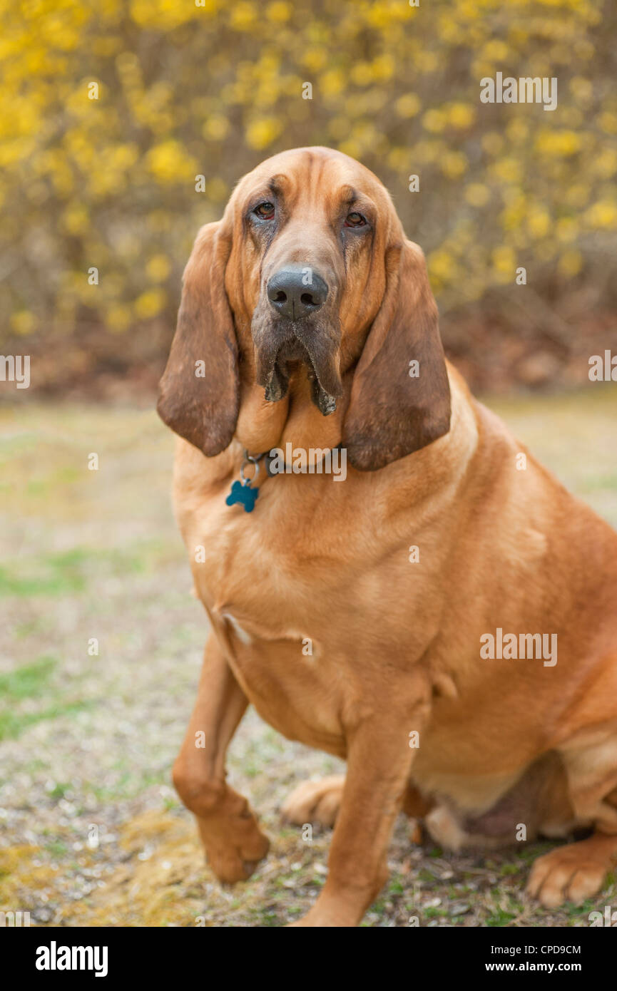 Color image of full blooded Blood Hound looking at camera Dog is on the
