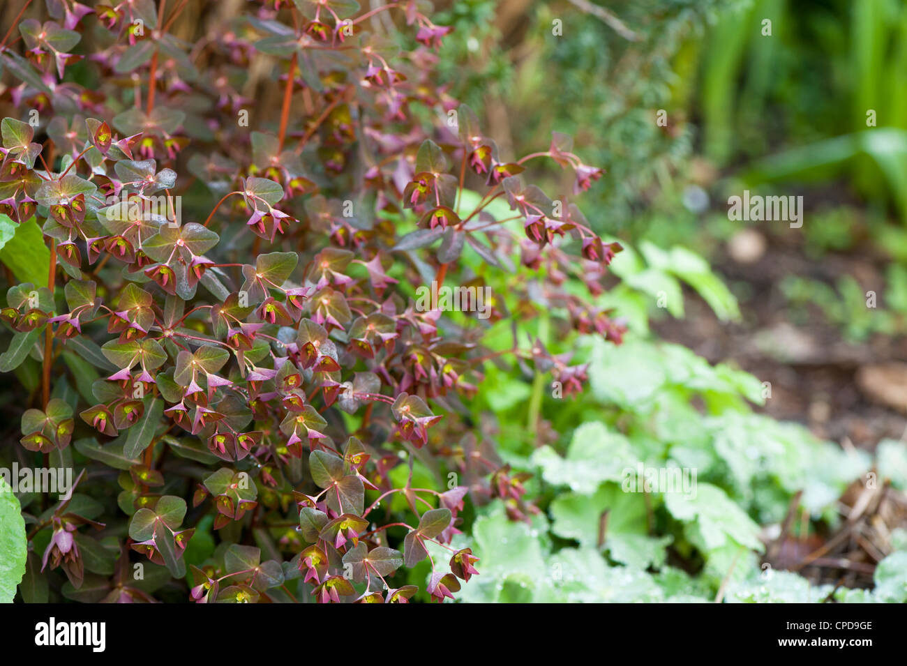 Euphorbia dulcis 'Chameleon', Chameleon Spurge Stock Photo