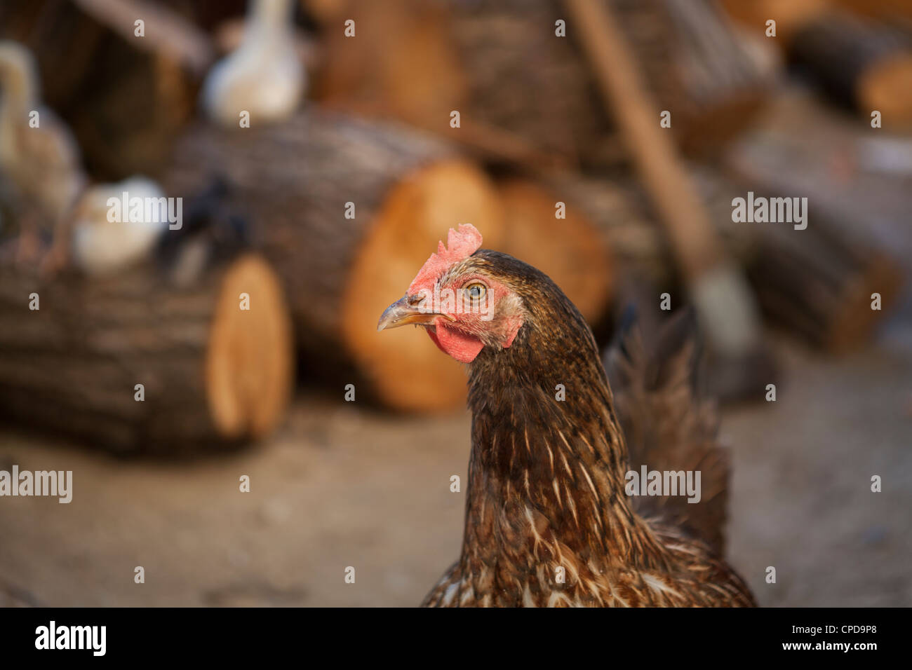 Chicken farm-Free range hen-close-up Stock Photo