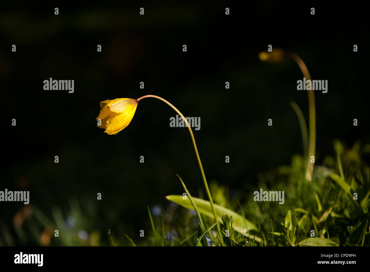 Tulipa sylvestris britain hi-res stock photography and images - Alamy