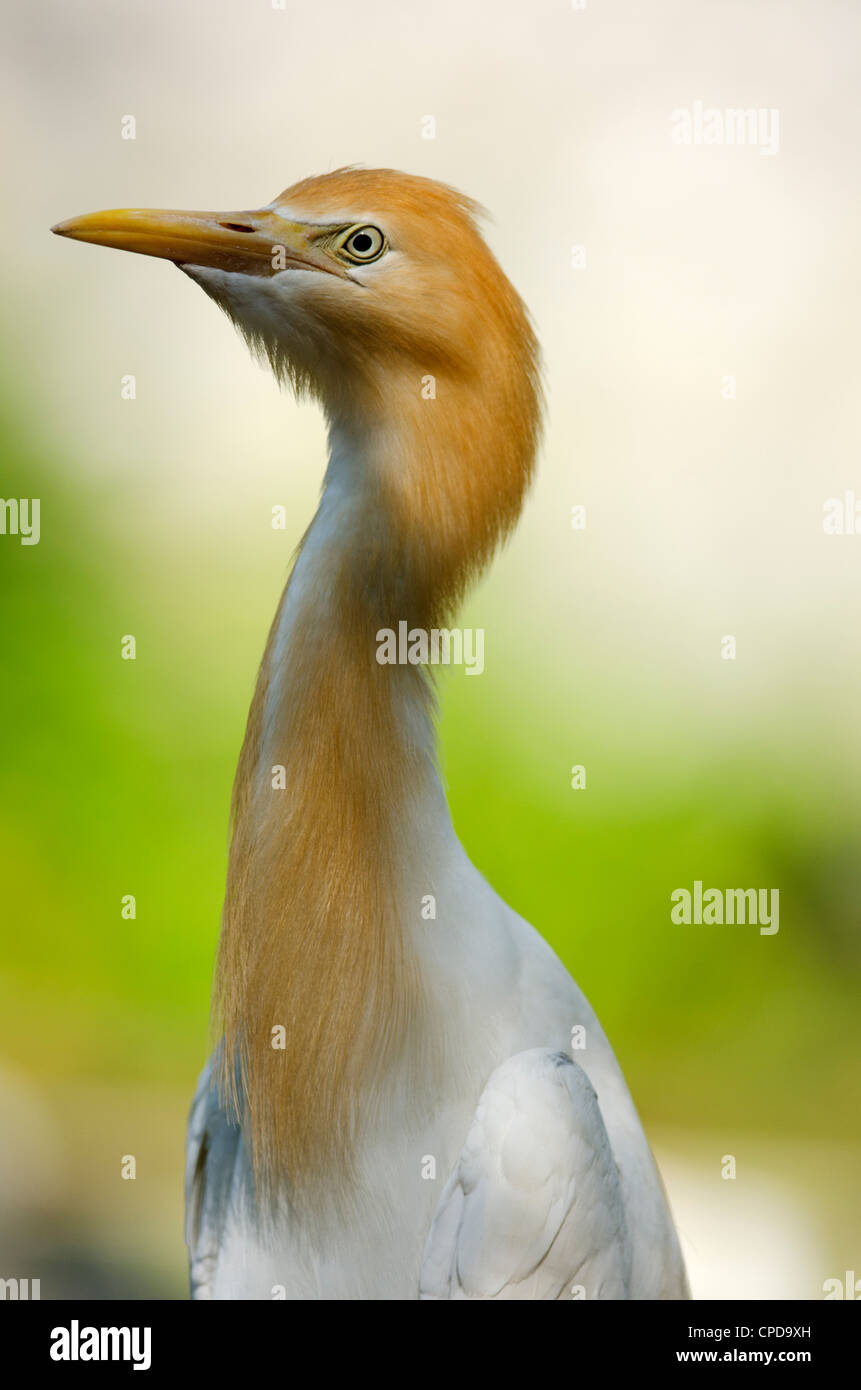 Cattle Egret Stock Photo