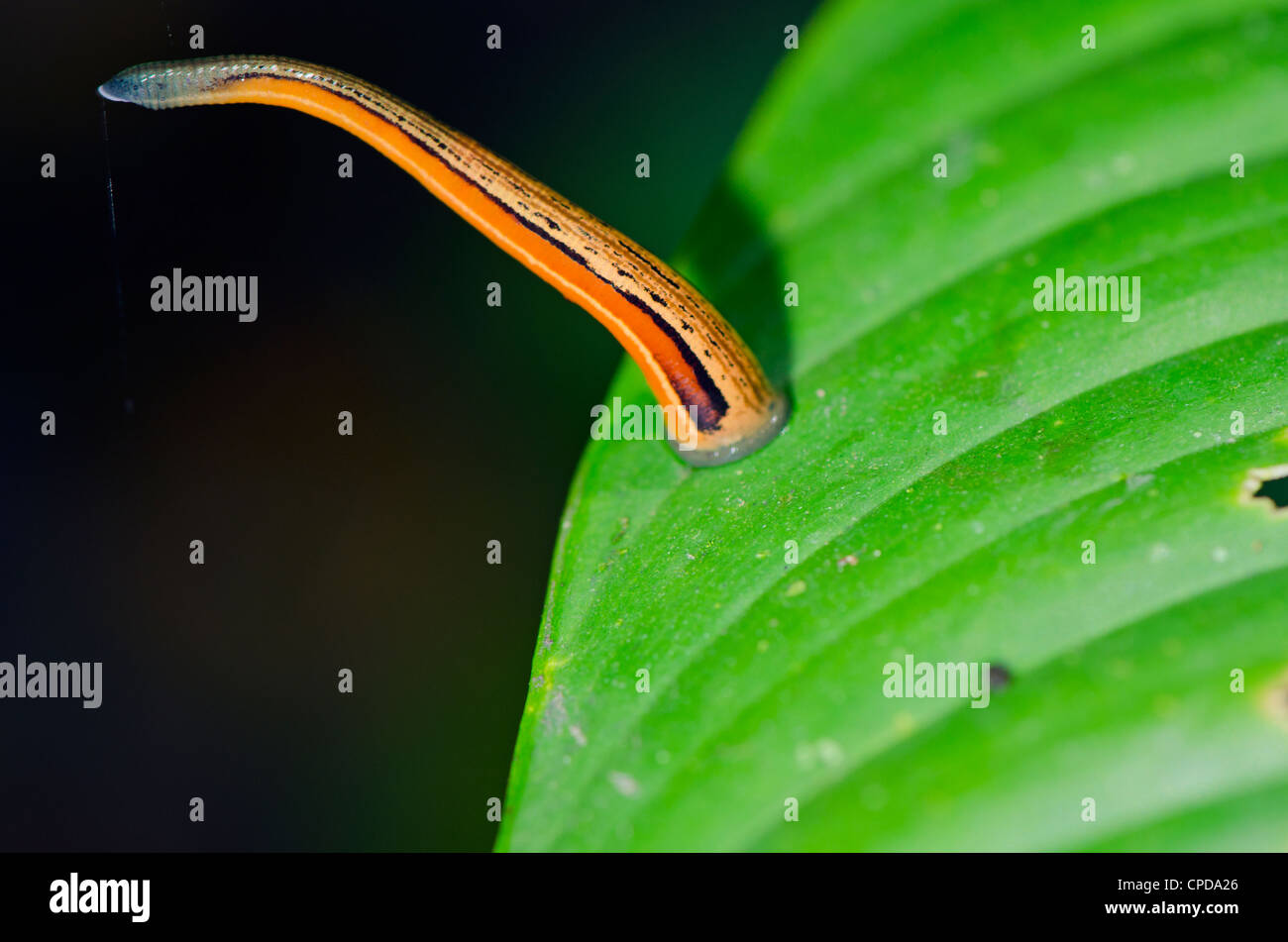 Leech worm hi-res stock photography and images - Alamy