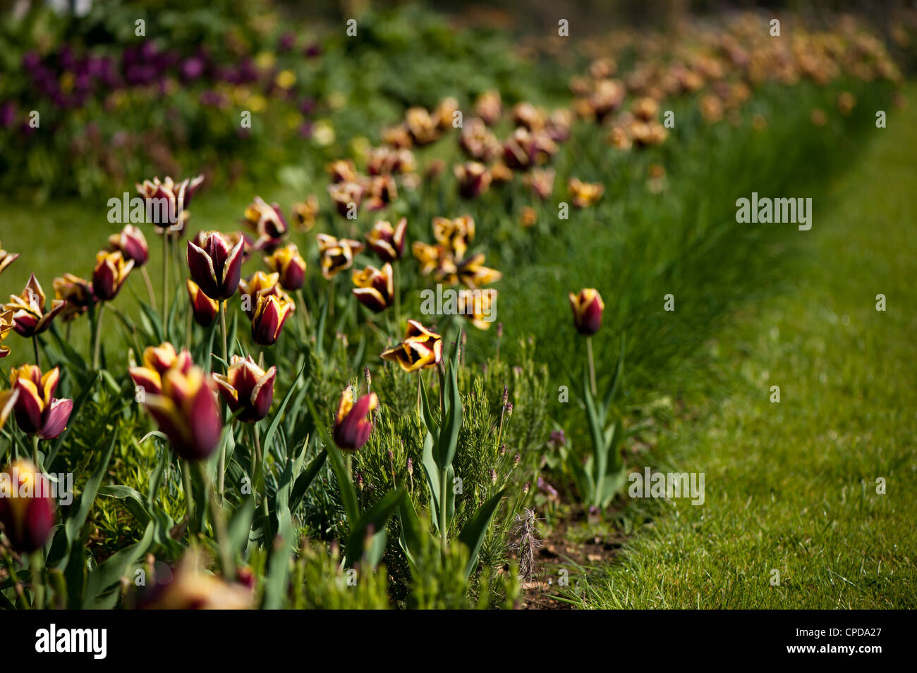 Tulipa 'Gavota', Triumph Tulips Stock Photo