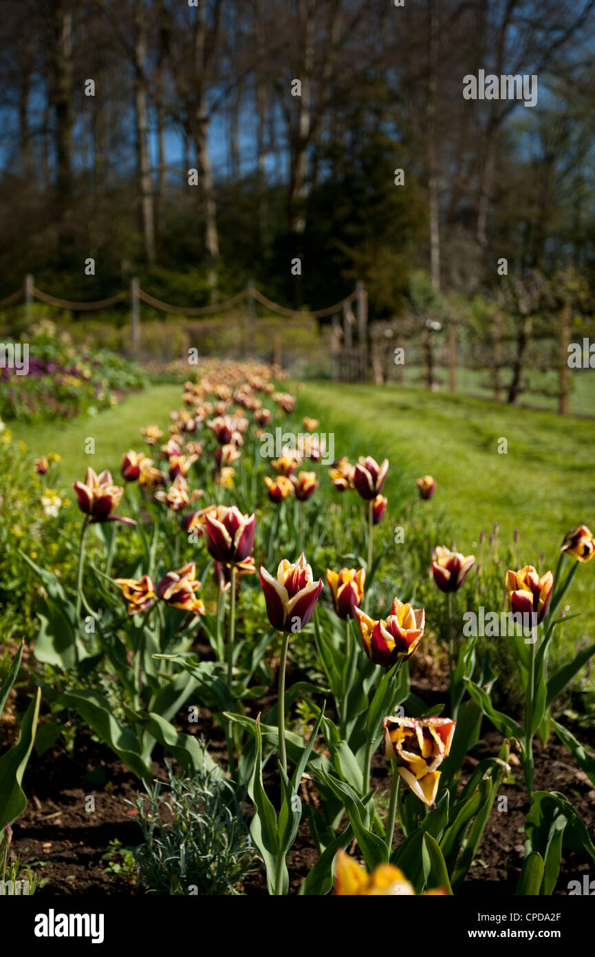 Tulipa 'Gavota', Triumph Tulips Stock Photo