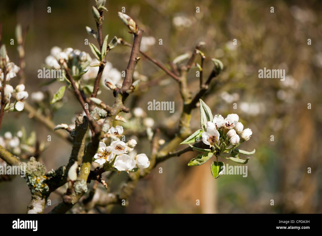 Pear 'Catillac' blossom, Pyrus communis ‘Catillac’ Stock Photo