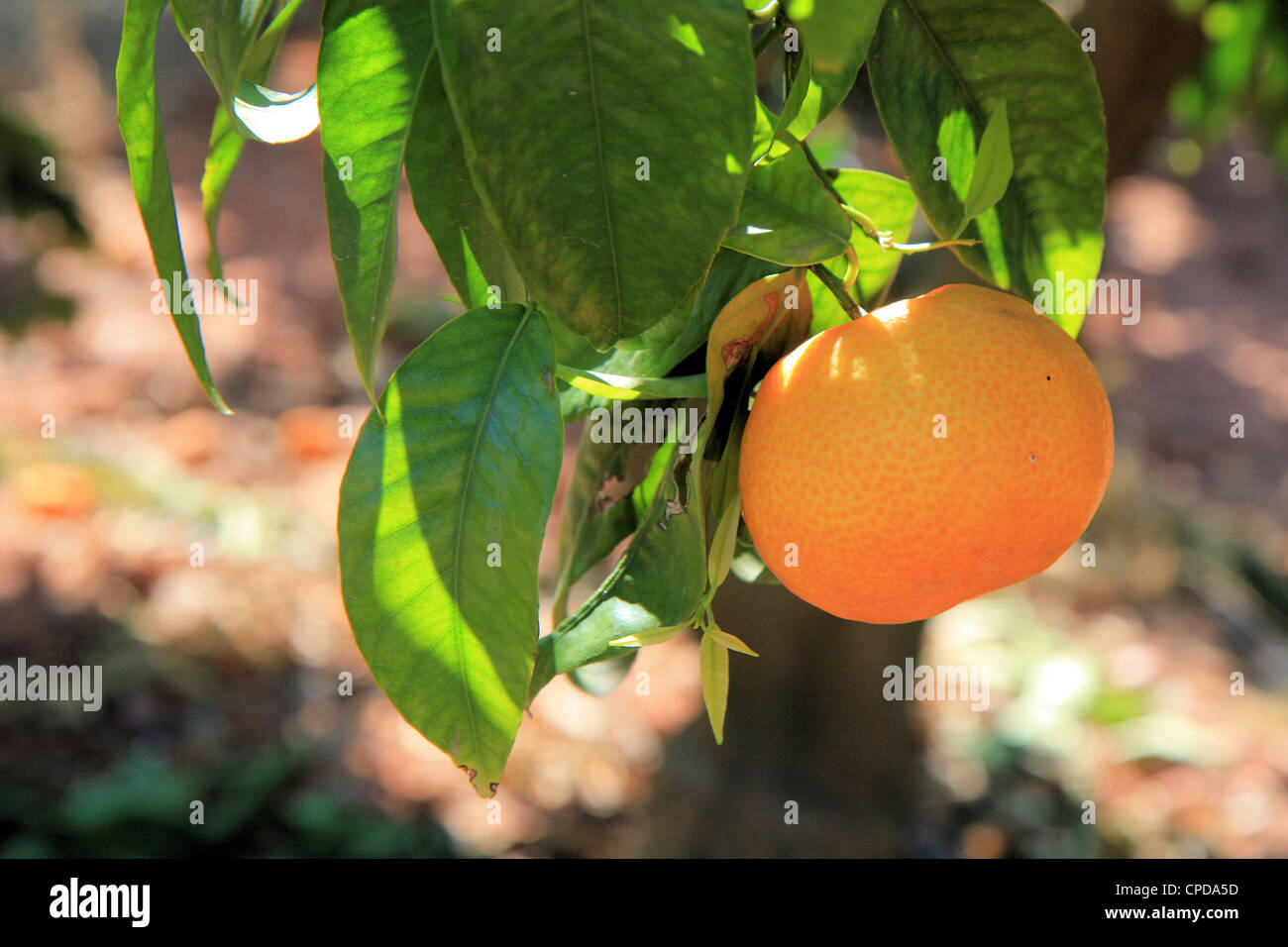 Valencia orange tree hi-res stock photography and images - Alamy