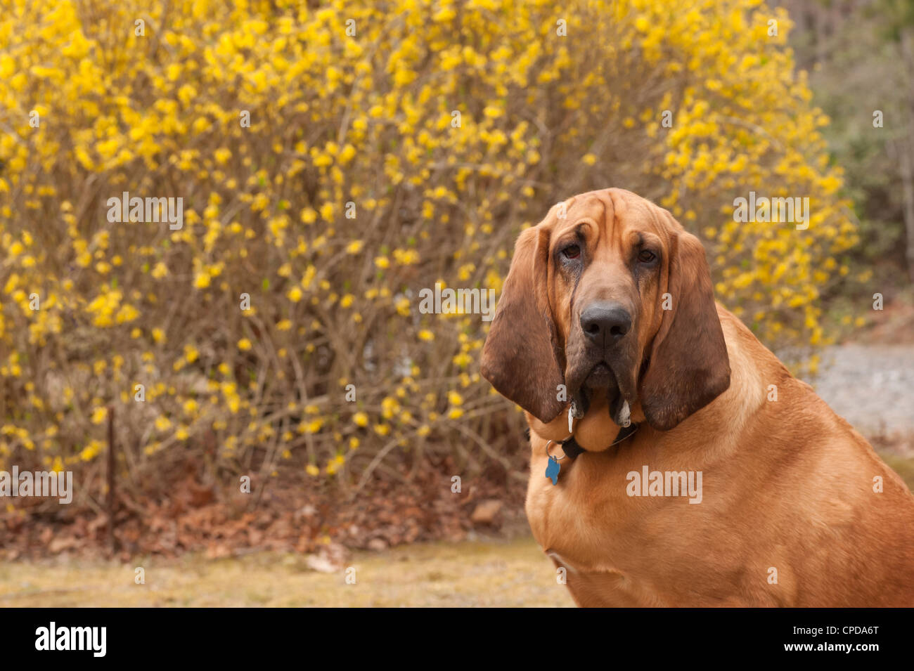 Color image of full blooded Blood Hound looking at camera Dog is on the right of image leaving