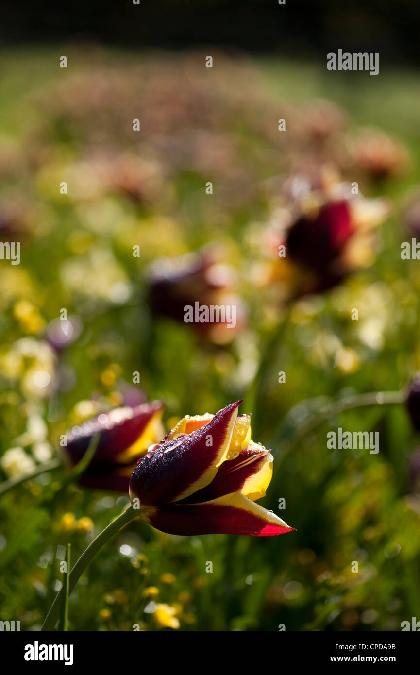 Tulipa 'Gavota', Triumph Tulips Stock Photo