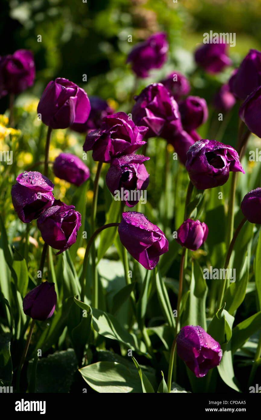 Deep purple tulips after a rain shower Stock Photo