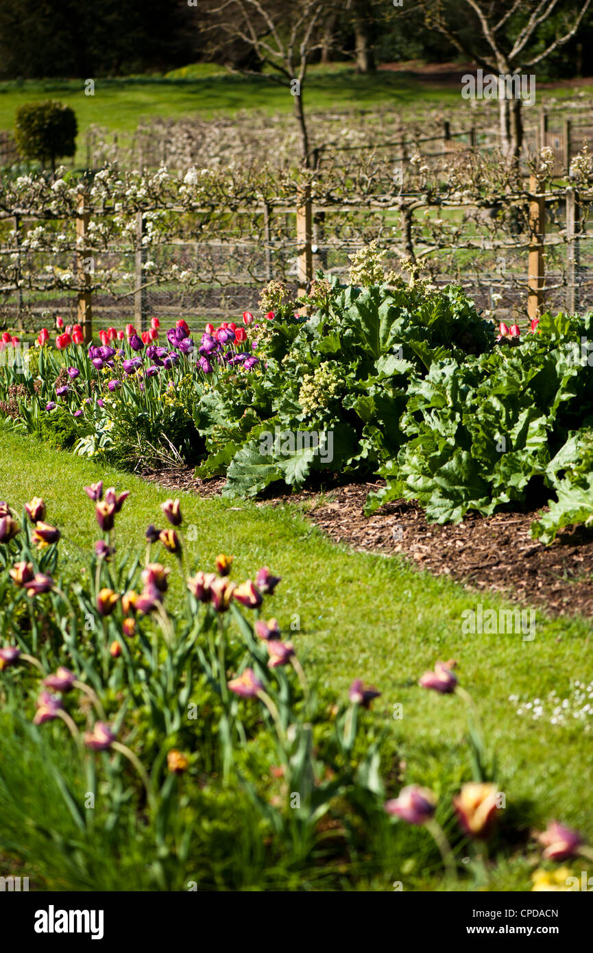 Flowering Rhubarb with Tulipa 'Gavota' in foreground Stock Photo