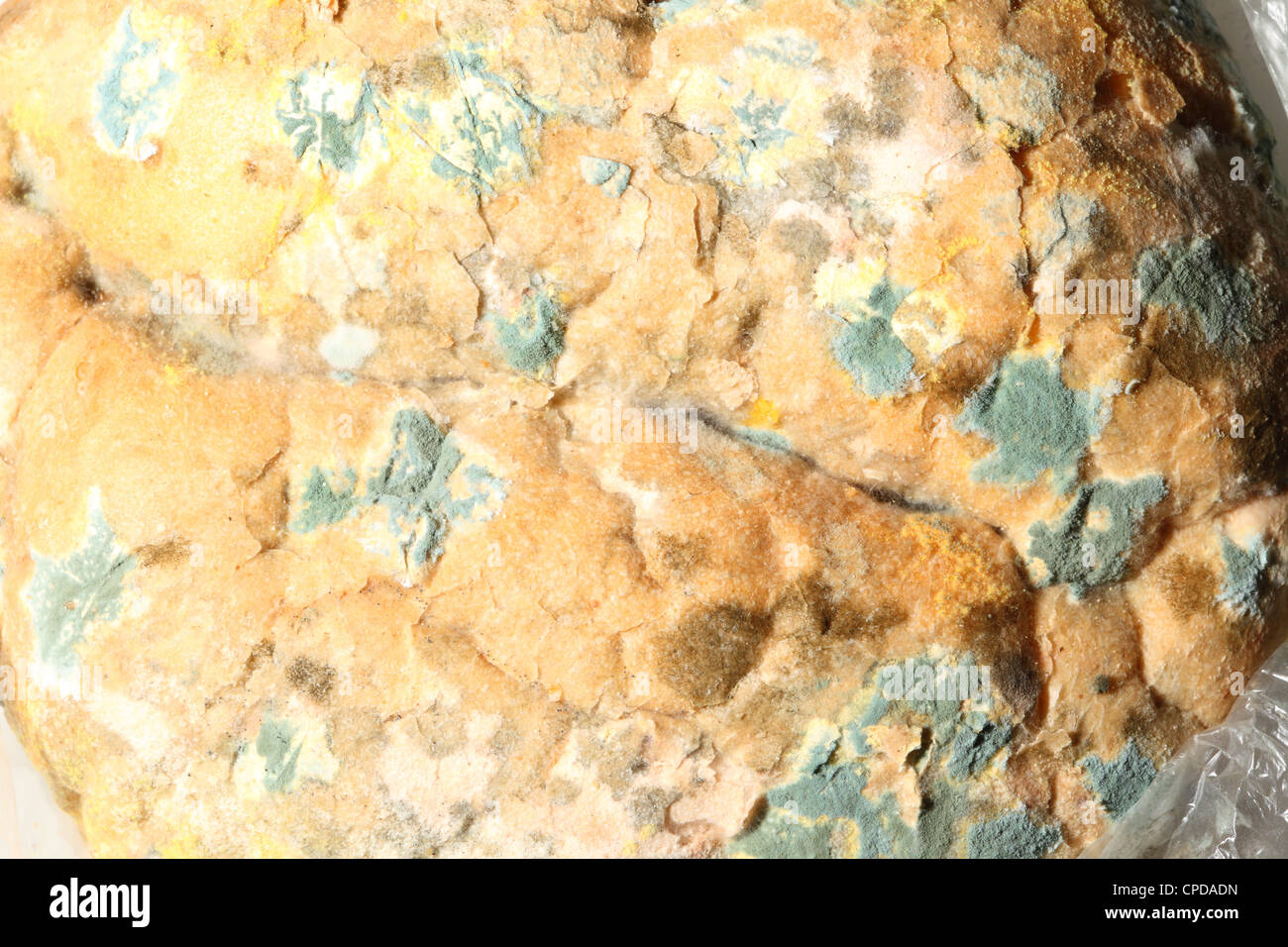 Mould growing old bread nobody texture background Stock Photo
