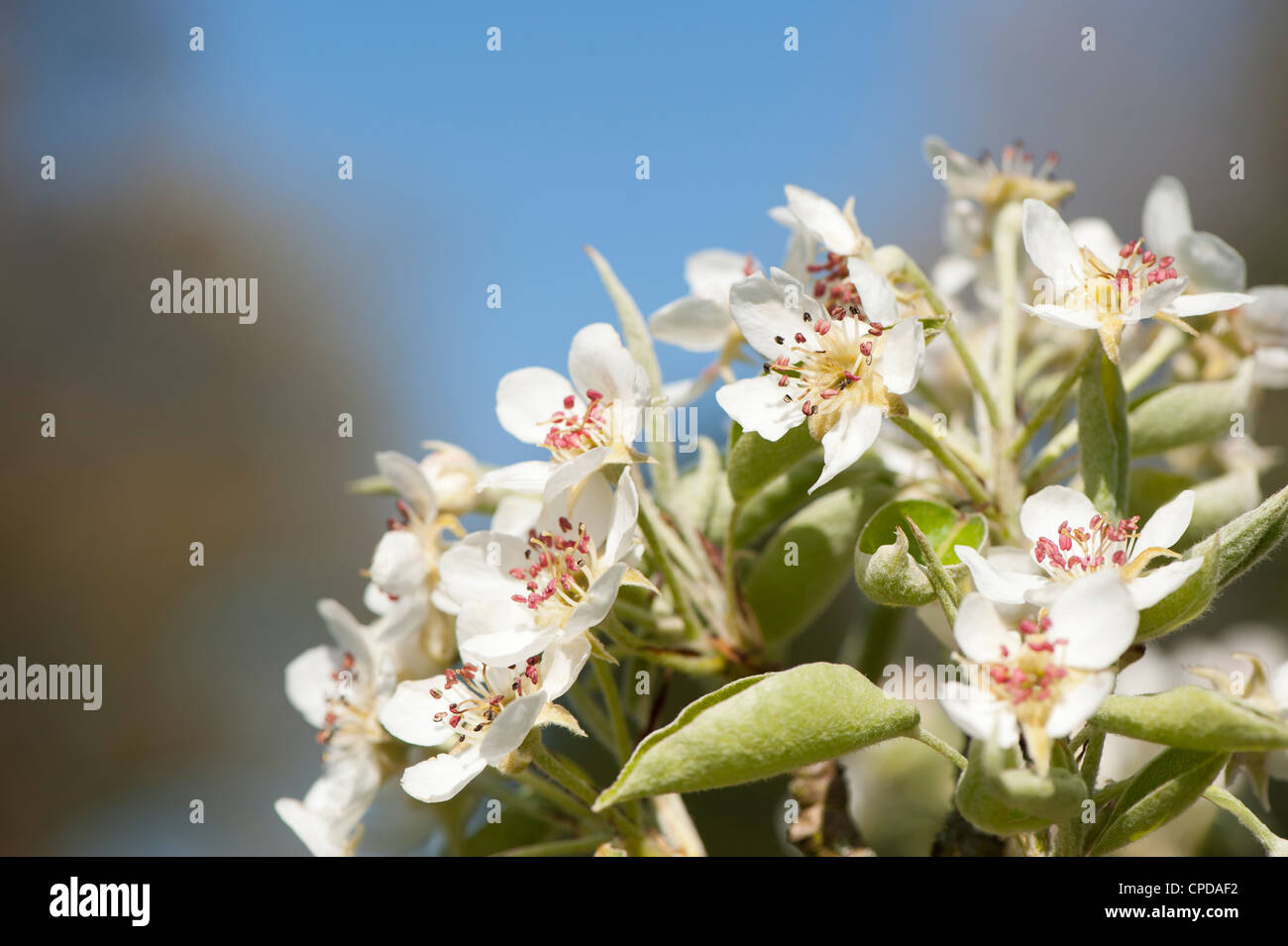 Pear blossom, Pyrus communis 'Warden of Worcester' Stock Photo
