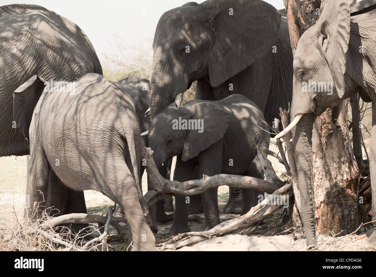 group of elephant, namibia Stock Photo Alamy