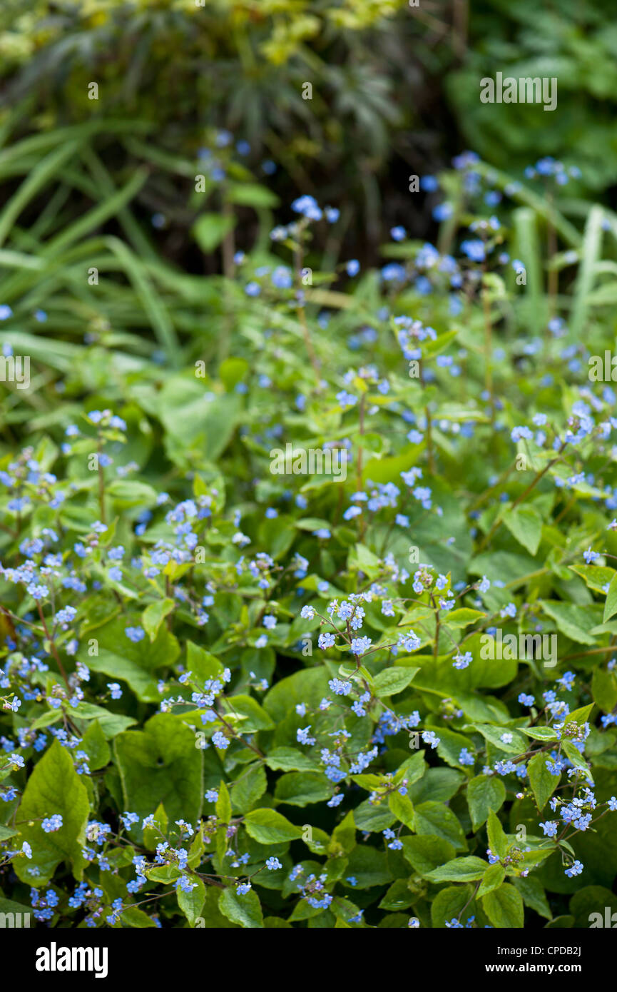 Brunnera macrophylla, Siberian bugloss or False forget-me-not Stock Photo