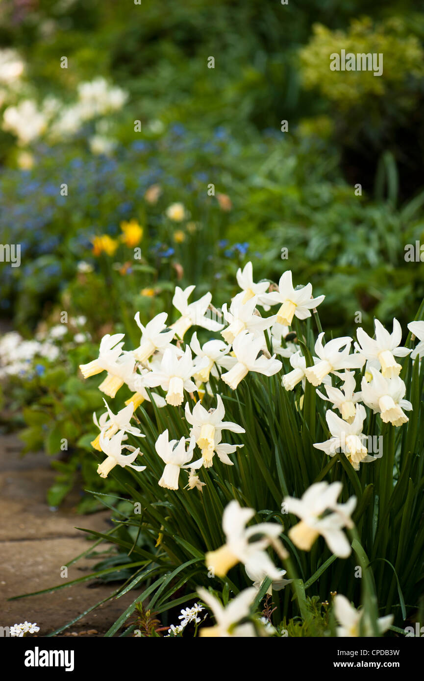 Narcissus cyclamineus ‘Jenny’, Daffodils in spring Stock Photo Alamy