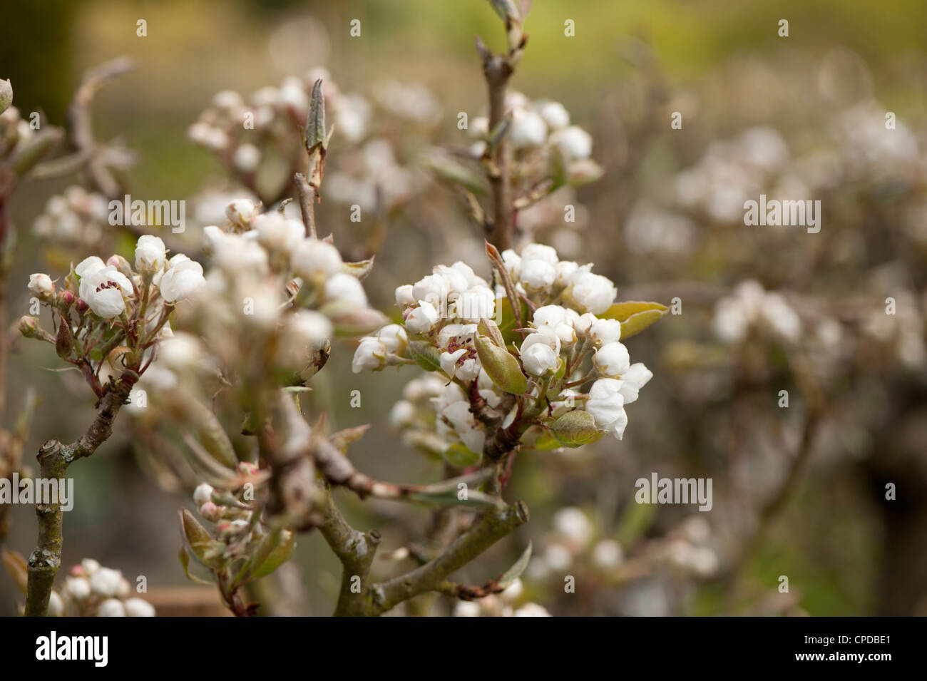 Pear blossom, Pyrus communis ‘Bergamotte d'Esperen’ Stock Photo