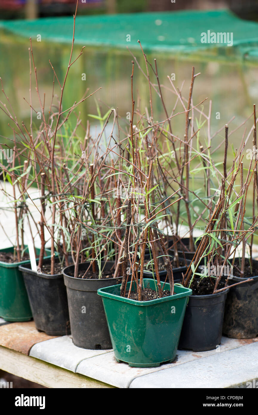 Hazel Plant Supports In The Garden Hires Stock Photography
