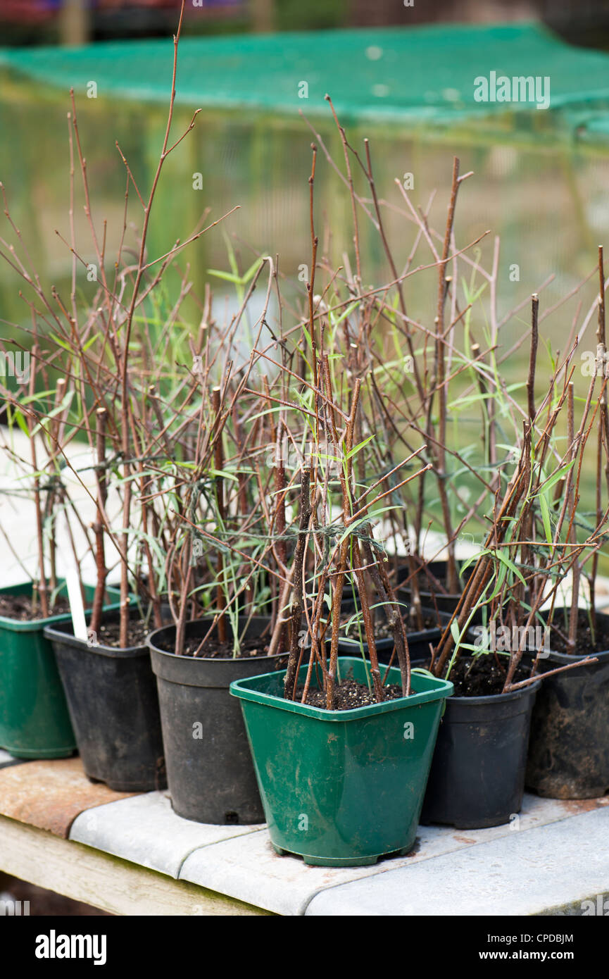 Lathyrus tingitanus, Tangier Pea plants in pots Stock Photo