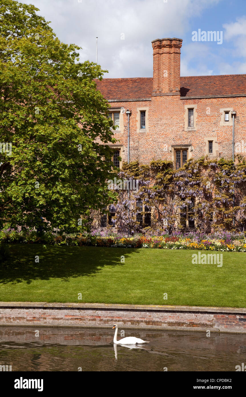 A swan on the River Cam by Magdalene College in spring, Cambridge UK Stock Photo