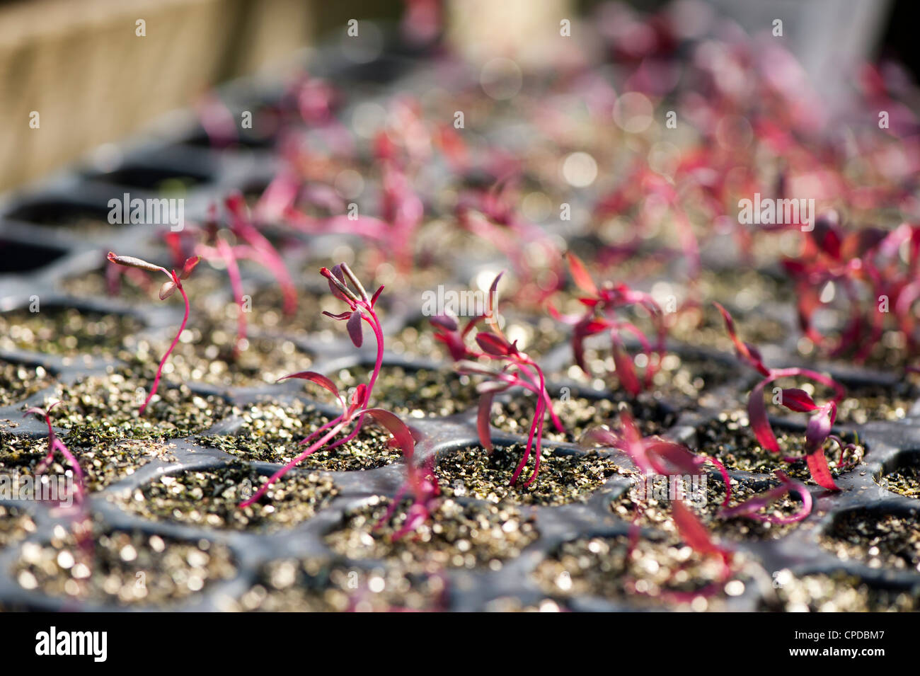 Amaranthus ‘Red Army’, Amaranth ‘Red Army’ seedlings growing in a modular seed tray Stock Photo
