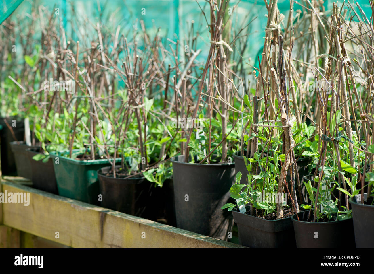 Young Sweet Pea plants, Lathyrus odoratus ' Wild Italian' Stock Photo
