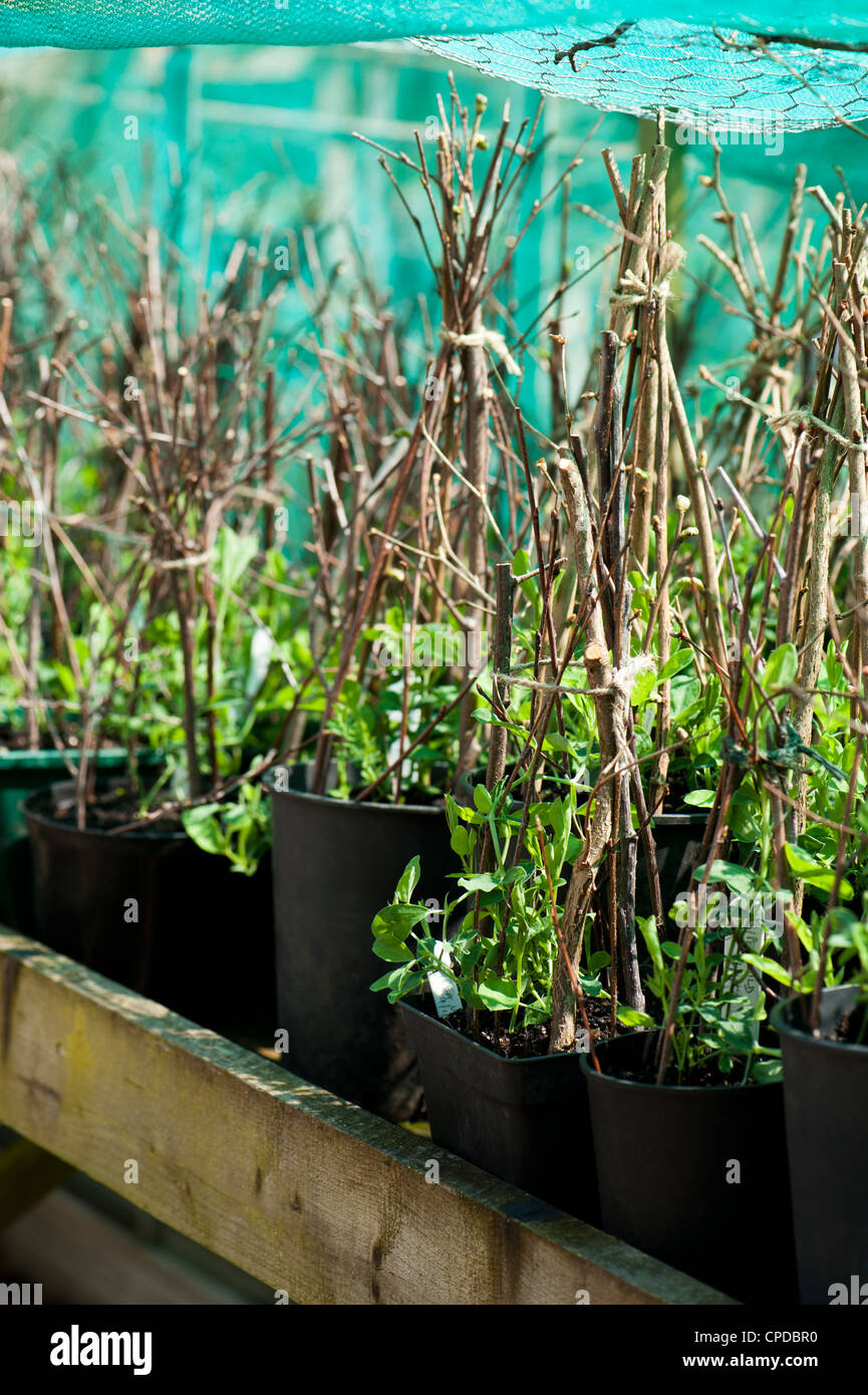 Young Sweet Pea plants, Lathyrus odoratus ' Wild Italian' Stock Photo