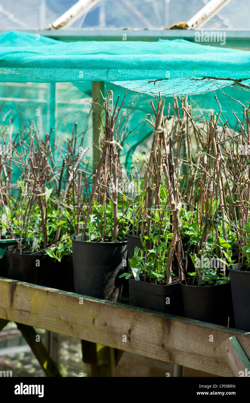 Young Sweet Pea plants, Lathyrus odoratus ' Wild Italian' Stock Photo