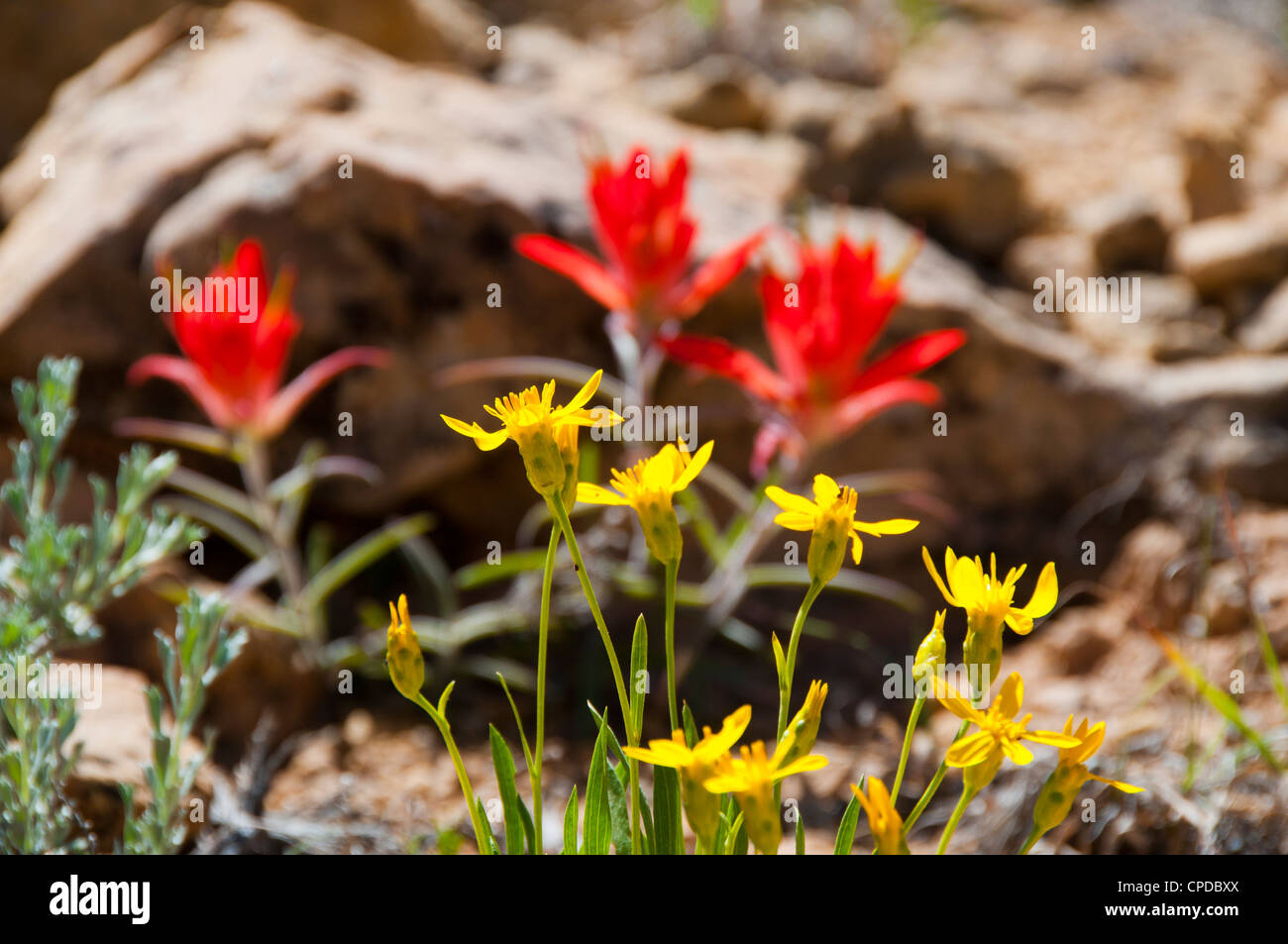 desert indian paintbrush plant nursery desert indian paintbrush plant nursery