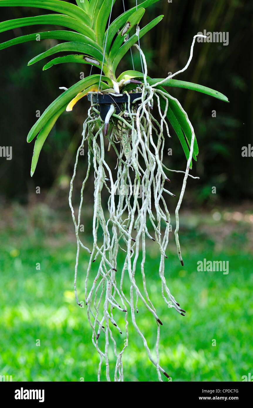 Air roots of Vanda orchid plant Stock Photo - Alamy