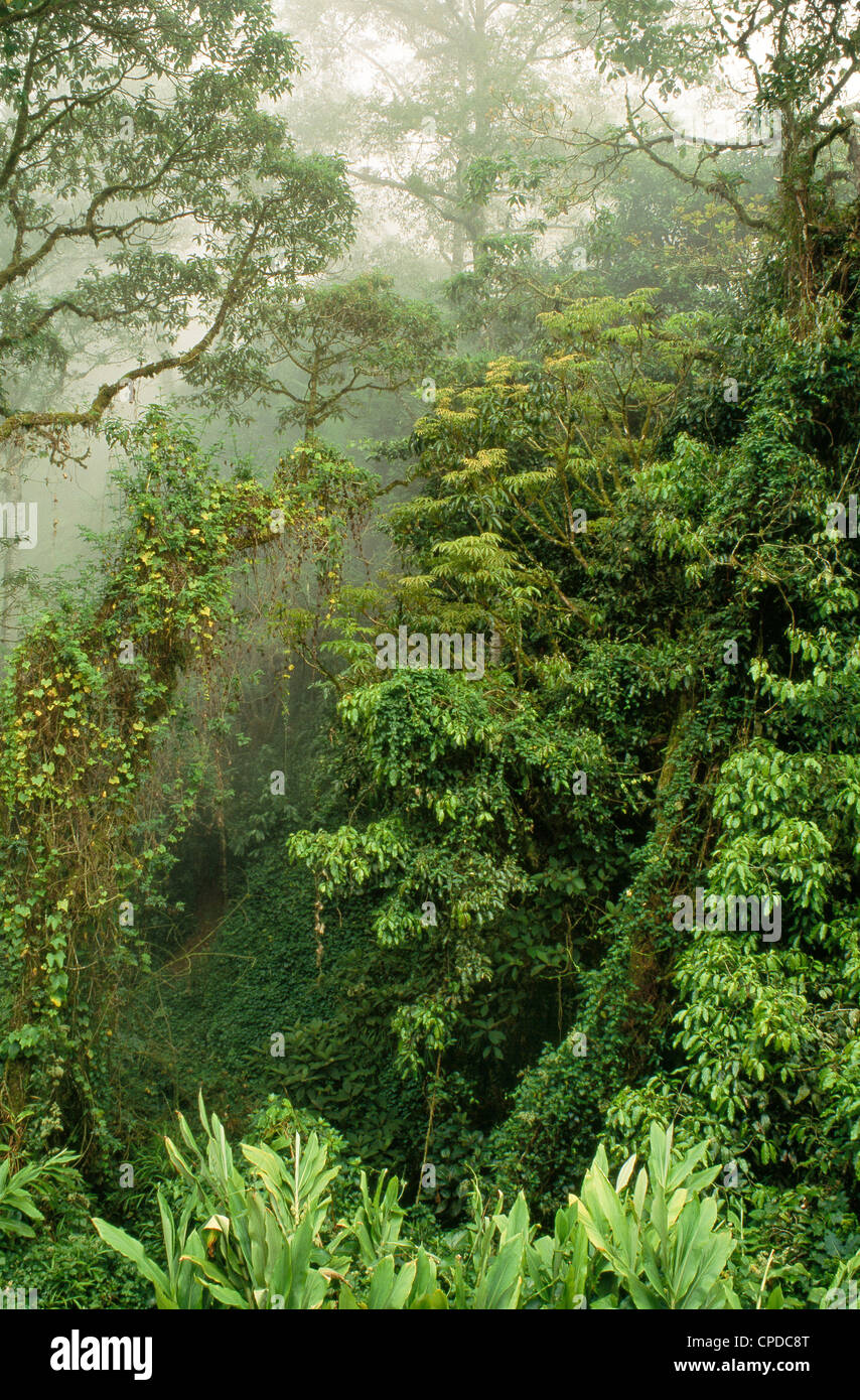 Cloud forest, Monteverde. Stock Photo