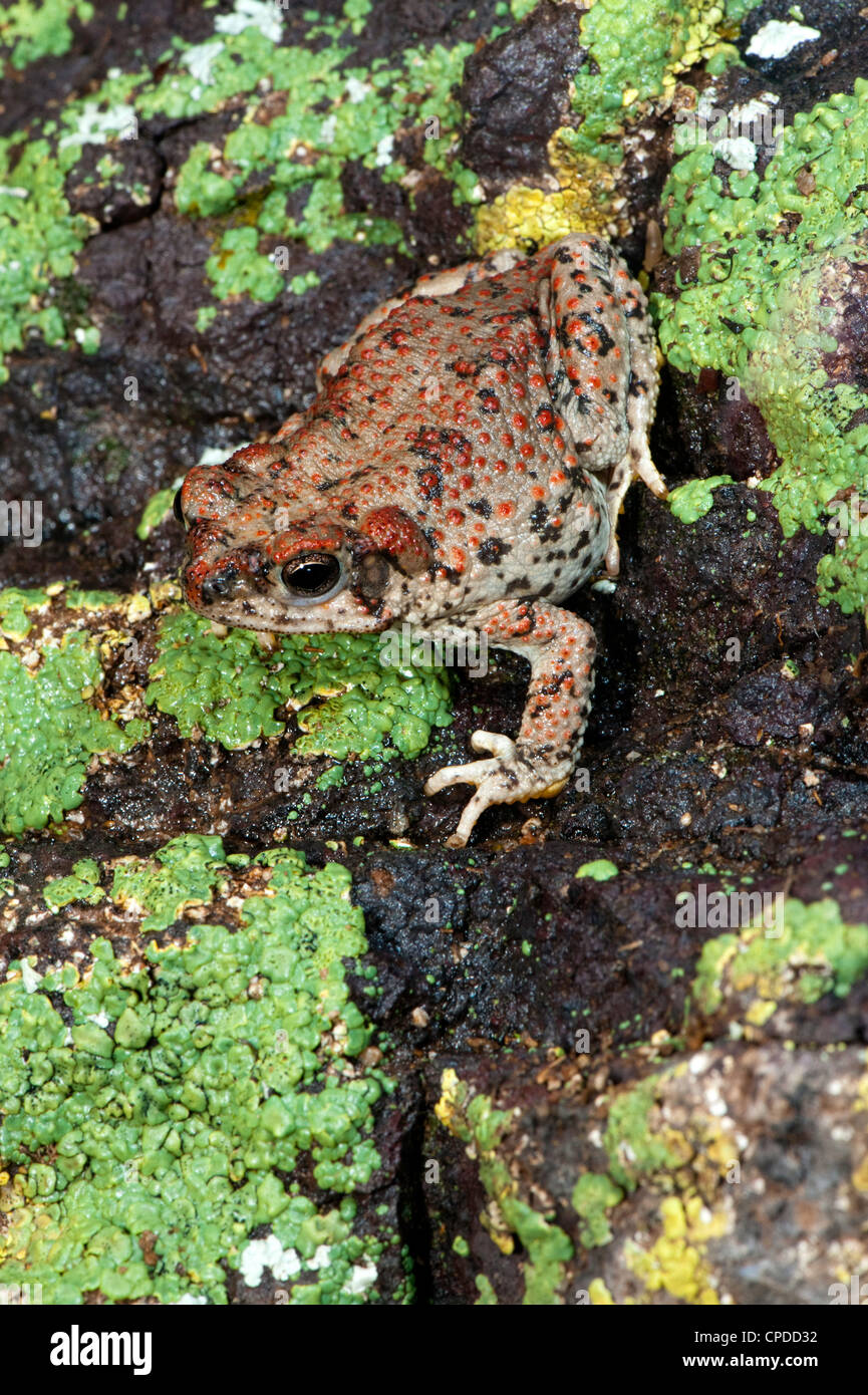 Red-spotted Toad Anaxyrus punctatus Tucson, Pimal County, Arizona, United States 15 May Adult Bufonidae Stock Photo