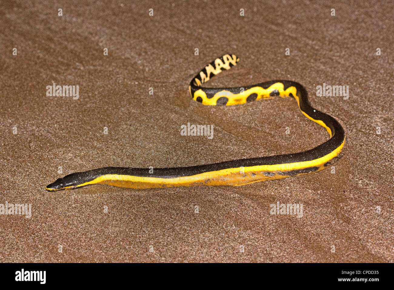 Yellow Bellied Snake Stock Photos Yellow Bellied Snake Stock