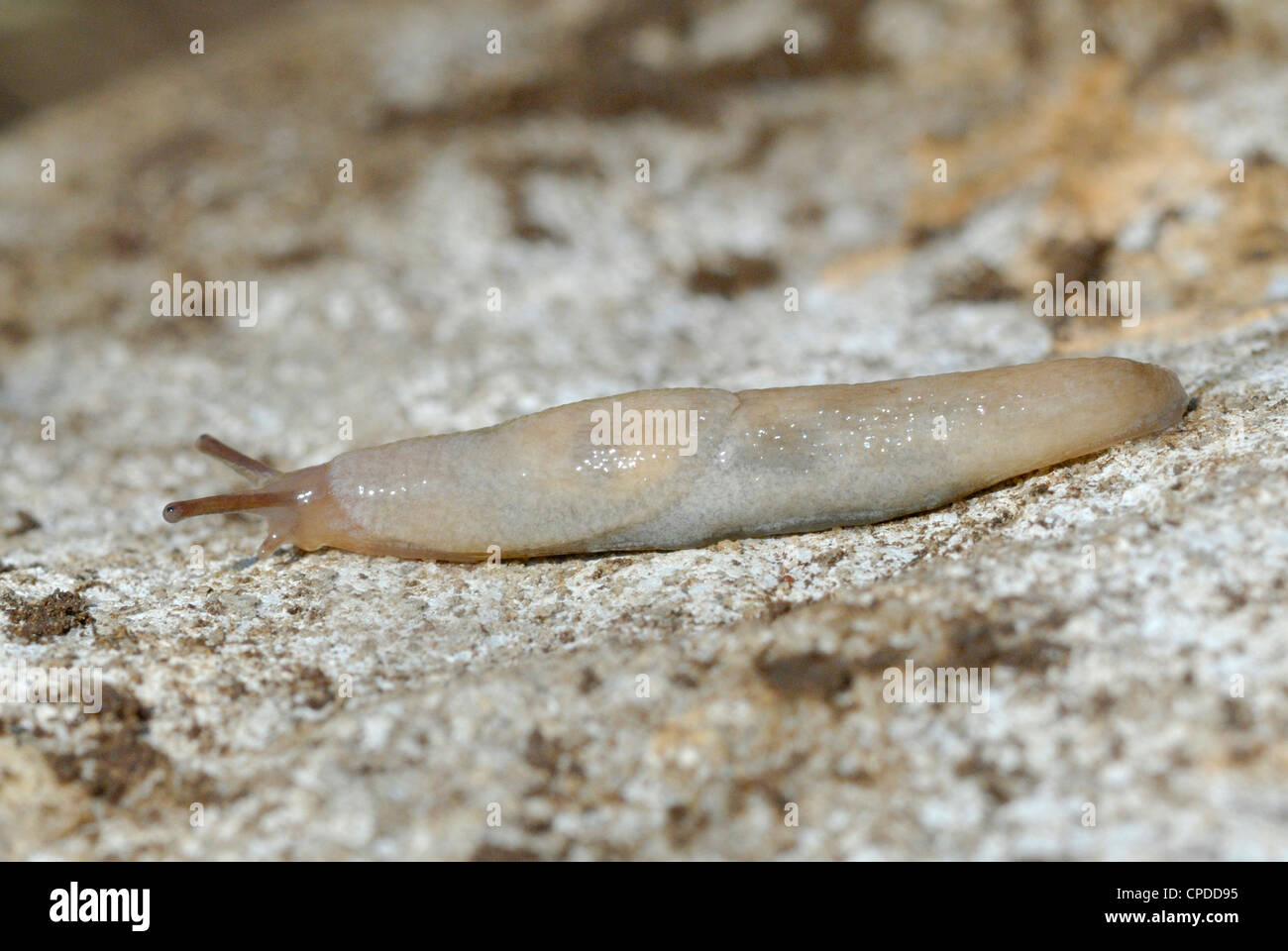 Common Grey Garden Slug (Deroceras reticulatum) Stock Photo