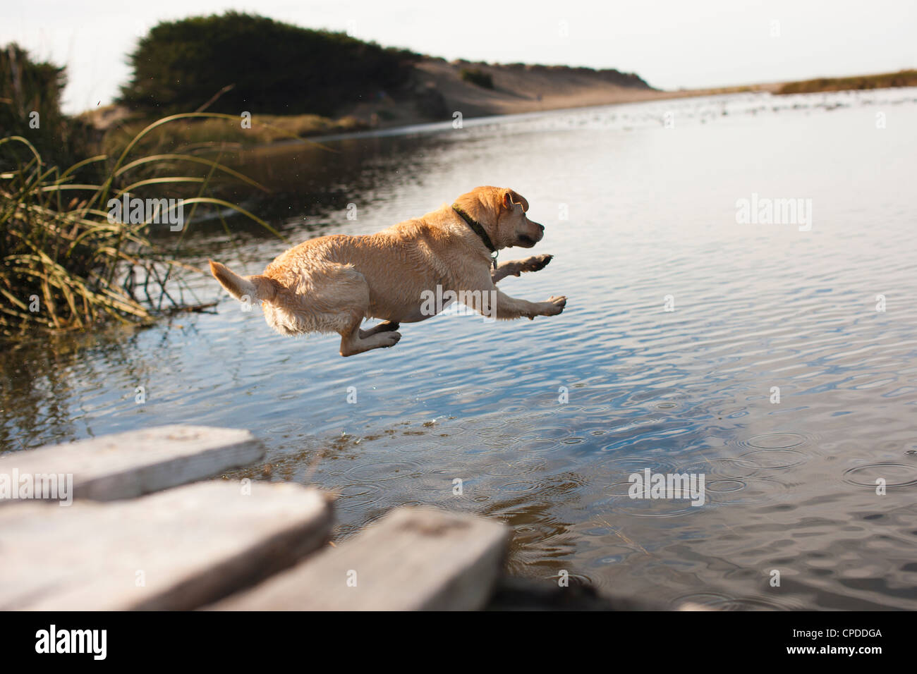 Labrador jumping into river Stock Photo