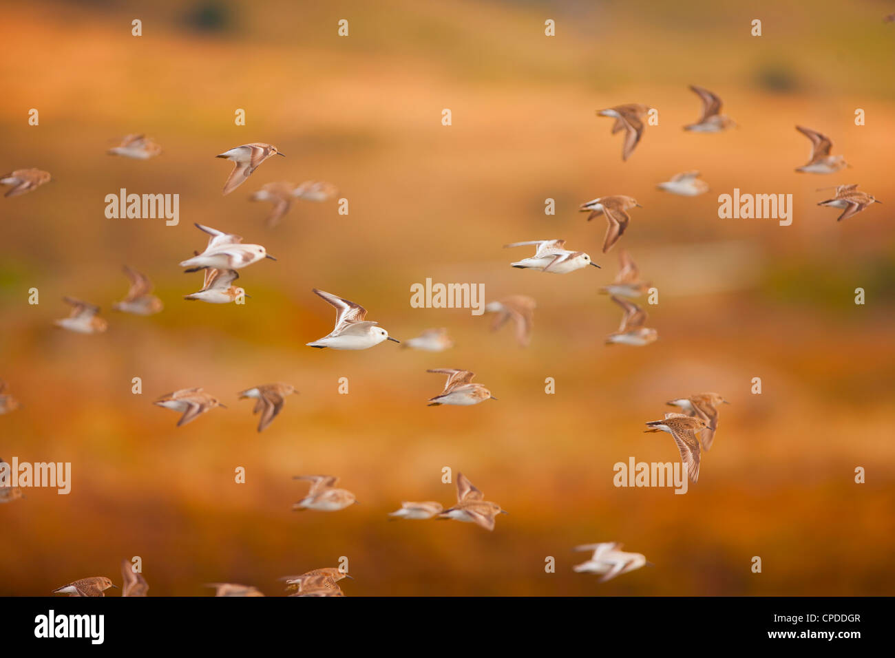 Flock of sanderlings flying through the air Stock Photo