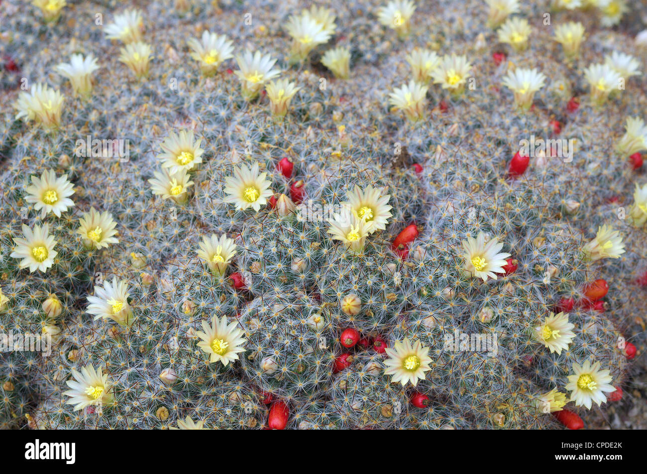 Cactus Mammillaria prolifera blooming Stock Photo