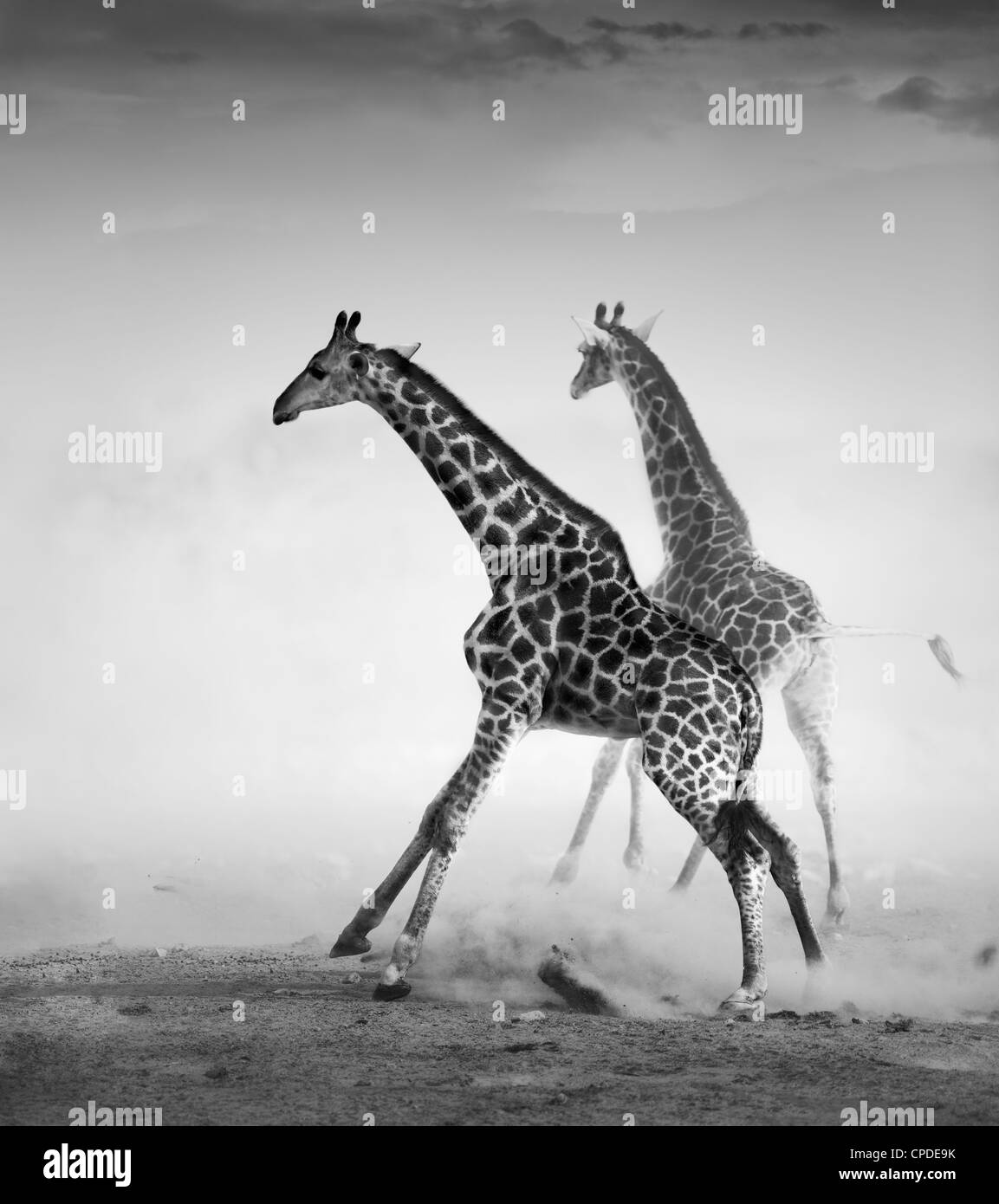 Giraffes on the run (Artistic processing) Stock Photo