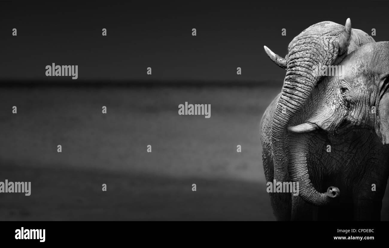 Elephants interacting (Artistic processing) Stock Photo