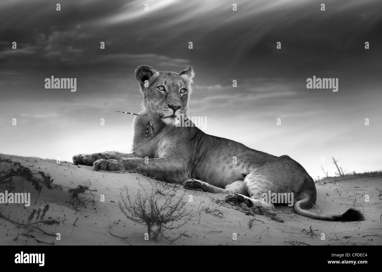 Lioness on desert dune (Artistic processing) Stock Photo
