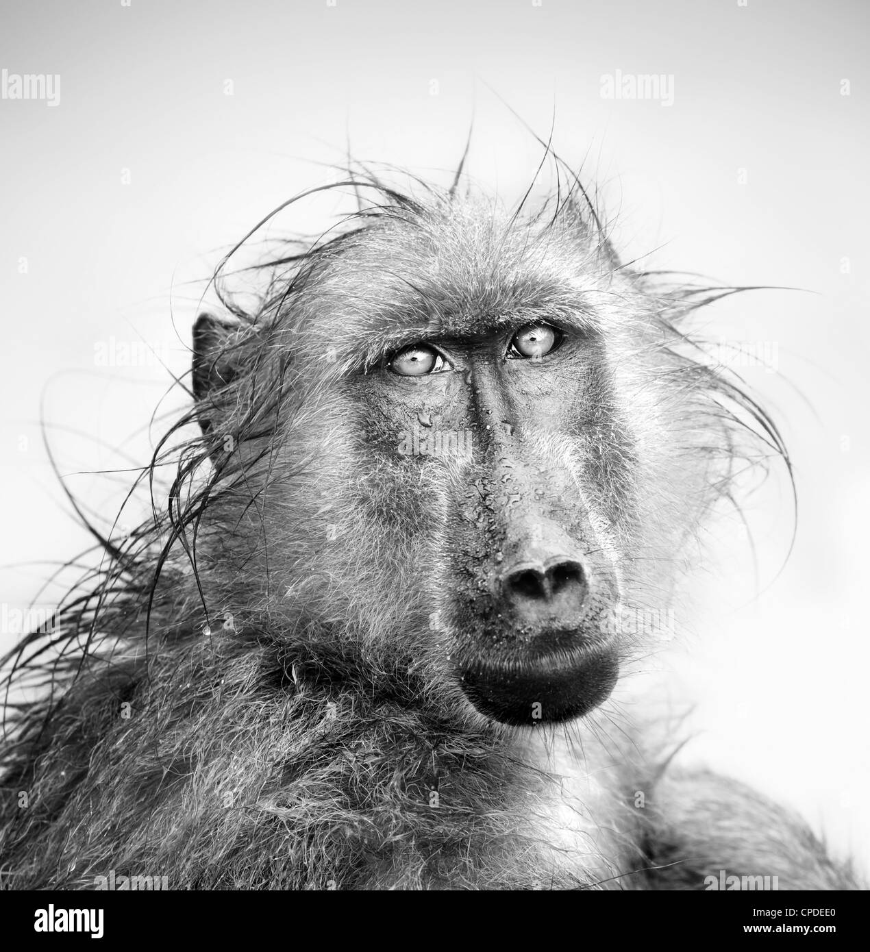 Baboon in rain (Artistic processing) Stock Photo