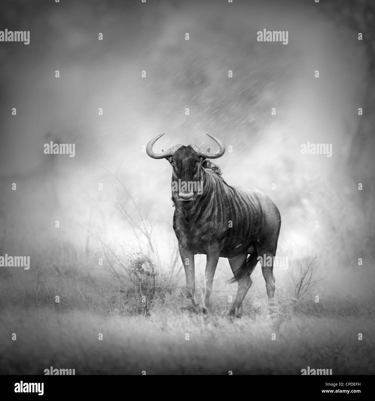 Blue Wildebeest in Rainstorm (Artistic processing) Stock Photo