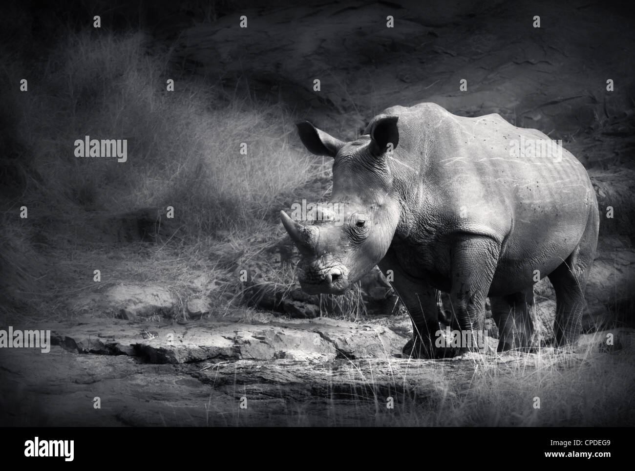 White Rhinoceros (Artistic processing) Stock Photo