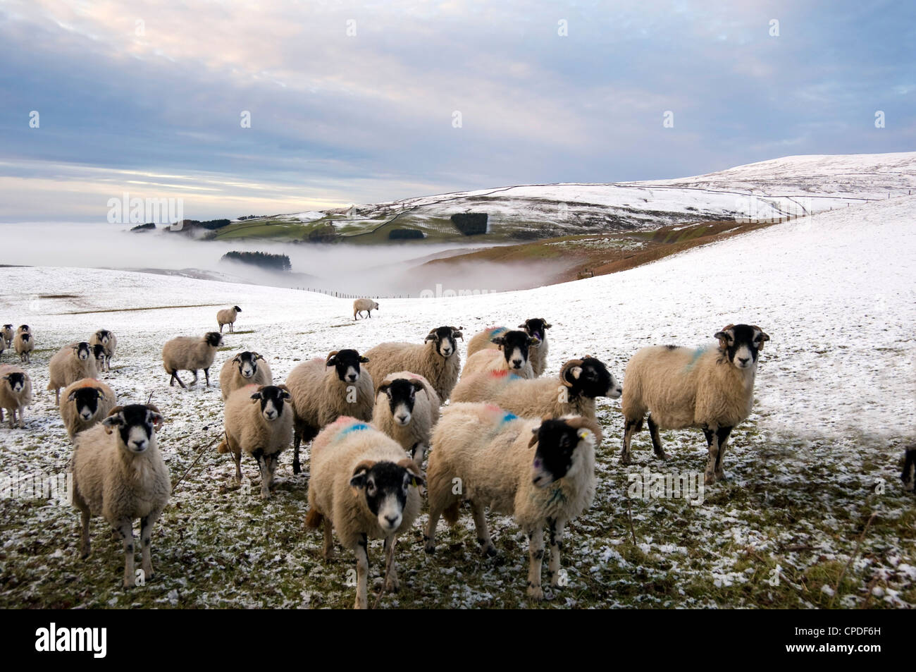 Sheep waiting to be fed in winter, Lower Pennines, Cumbria, England, United Kingdom, Europe Stock Photo