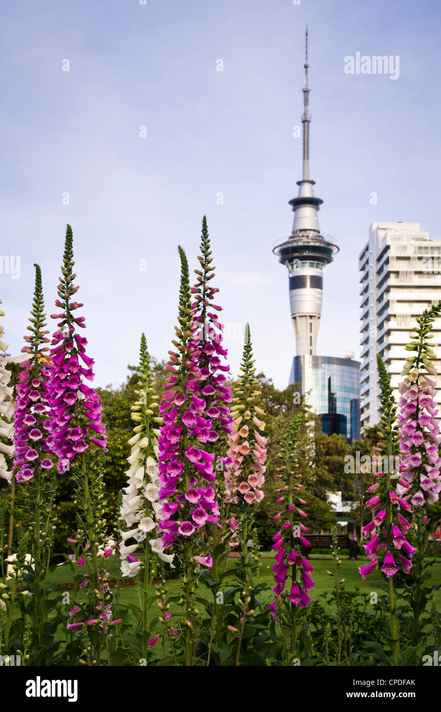 Albert Park, Auckland, North Island, New Zealand, Pacific Stock Photo