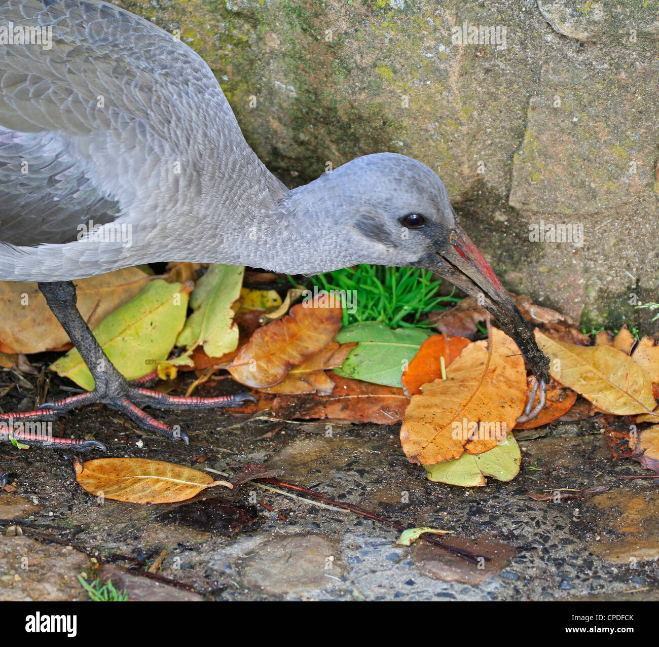 Bird eating worm hi-res stock photography and images - Alamy